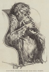 Uran-Oetan, gepresenteerd aan de Zoological Society door Harrison William Weir